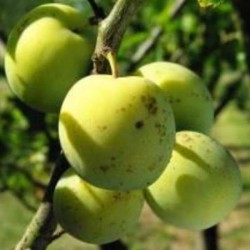 Prunier Reine-Claude Crottée, prune extra sucrée | La Hunelle