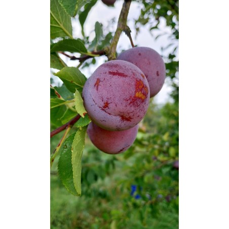 Prunier Reine-Claude Conducta, prune de dessert | La Hunelle