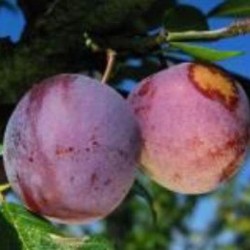 Prunier Reine-Claude Conducta, prune de dessert | La Hunelle