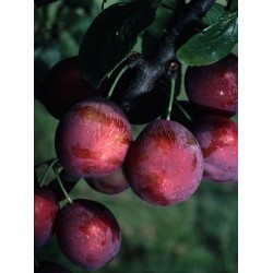 Prunier Wignon, prune rose-pourpre de septembre | La Hunelle