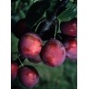 Prunier Wignon, prune rose-pourpre de septembre | La Hunelle