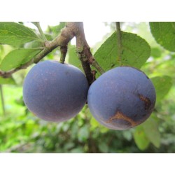 Prunier Prune de Prince, petite prune très sucrée | La Hunelle