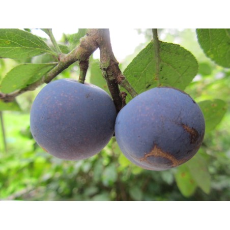 Prunier Prune de Prince, petite prune très sucrée | La Hunelle