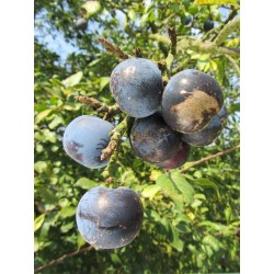 Prunier Prune de Prince, petite prune très sucrée | La Hunelle
