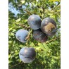 Prunier Prune de Prince, petite prune très sucrée | La Hunelle