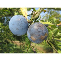 Prunier Prune de Prince, petite prune très sucrée | La Hunelle