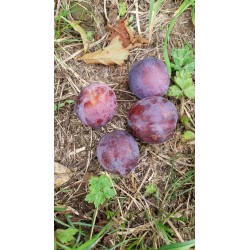 Prunier Monsieur Hâtif, prune précoce d'août | La Hunelle