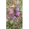 Prunier Monsieur Hâtif, prune précoce d'août | La Hunelle