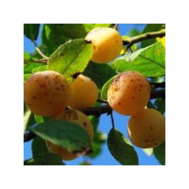 Prunier Mirabelle de Nancy, la mirabelle classique | La Hunelle