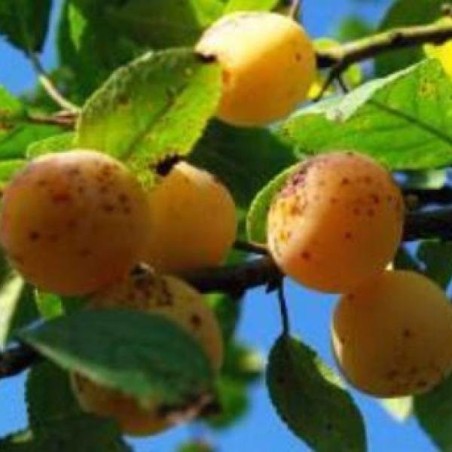 Prunier Mirabelle de Nancy, la mirabelle classique | La Hunelle