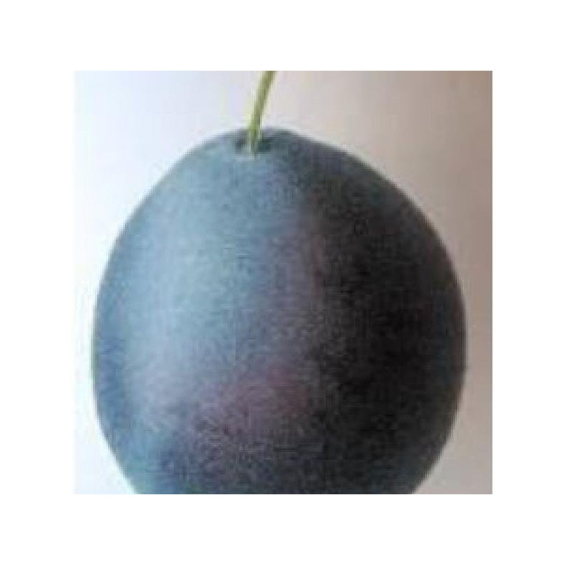 Prunier Bleue de Belgique, prune bleue de mi-août | La Hunelle