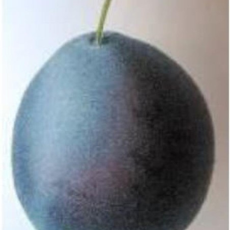Prunier Bleue de Belgique, prune bleue de mi-août | La Hunelle