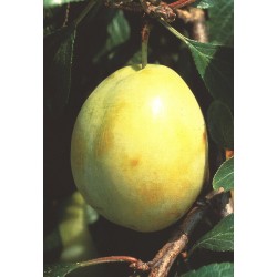 Prunier Belle de Thuin, très grosse prune de table | La Hunelle