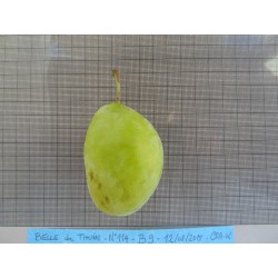 Prunier Belle de Thuin, très grosse prune de table | La Hunelle