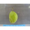 Prunier Belle de Thuin, très grosse prune de table | La Hunelle