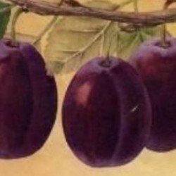 Prunier Belle de Louvain, très grosse prune à cuire | La Hunelle