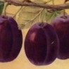 Prunier Belle de Louvain, très grosse prune à cuire | La Hunelle