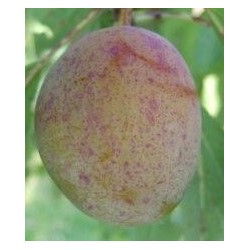 Prunier Altesse Dorée, prune belge très sucrée | La Hunelle