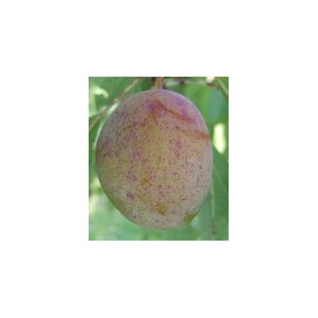 Prunier Altesse Dorée, prune belge très sucrée | La Hunelle