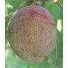 Prunier Altesse Dorée, prune belge très sucrée | La Hunelle