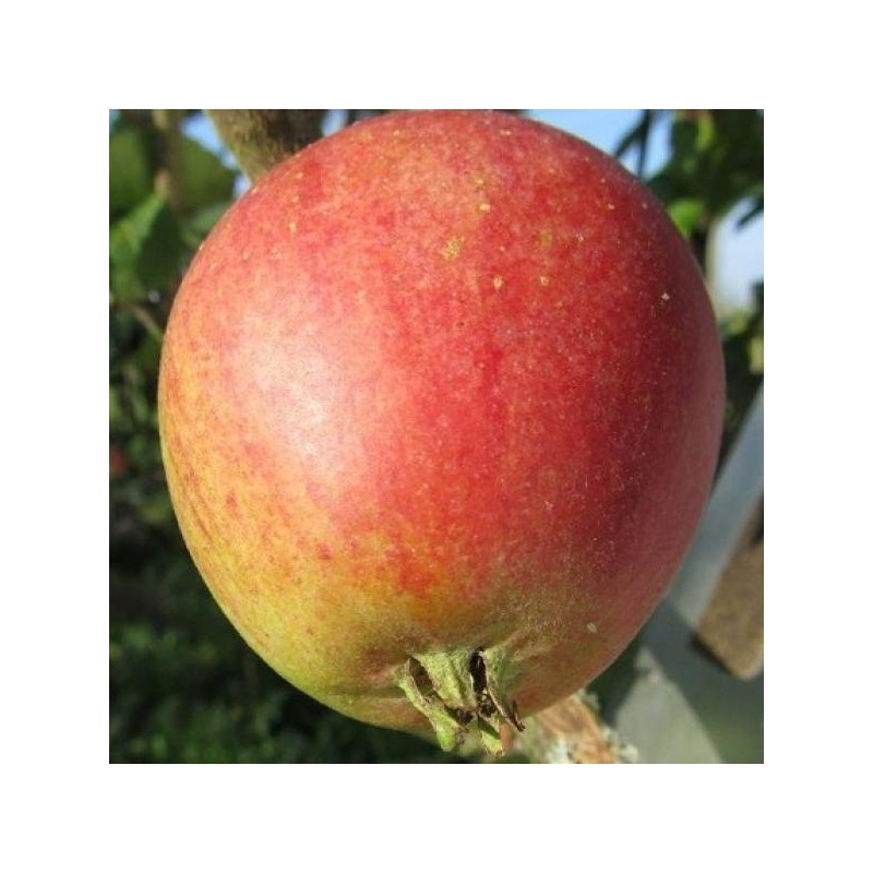 Pommier Winston, pomme de garde tardive | La Hunelle