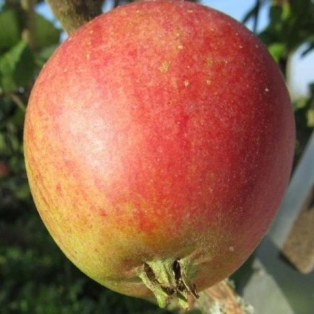 Pommier Winston, pomme de garde tardive | La Hunelle