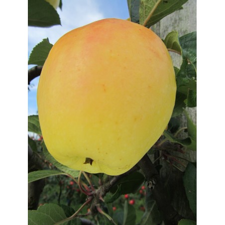 Pommier Transparente de Lesdain, pomme rustique du CRA-W | La Hunelle