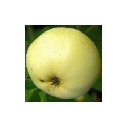 Pommier Transparente Blanche, la première pomme d'été | La Hunelle