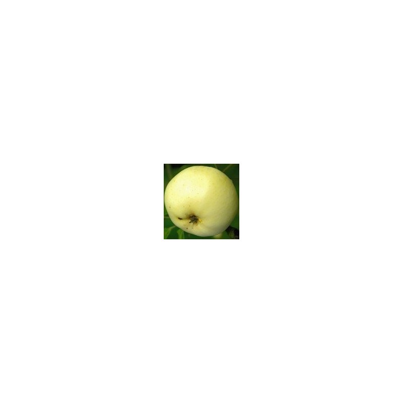 Pommier Transparente Blanche, la première pomme d'été | La Hunelle