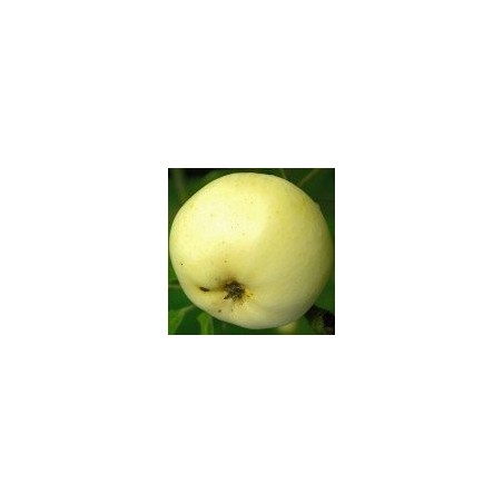 Pommier Transparente Blanche, la première pomme d'été | La Hunelle