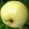 Pommier Transparente Blanche, la première pomme d'été | La Hunelle