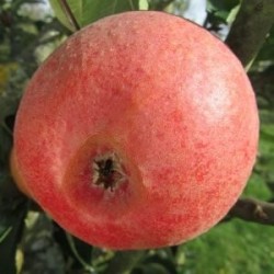 Pommier Reinette Professeur Lecrenier, reinette belge | La Hunelle