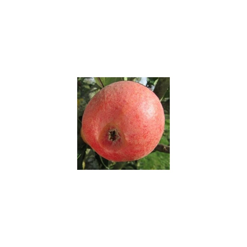 Pommier Reinette Professeur Lecrenier, reinette belge | La Hunelle