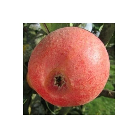 Pommier Reinette Professeur Lecrenier, reinette belge | La Hunelle