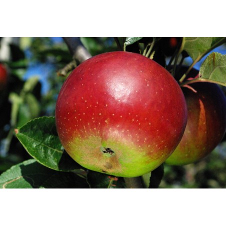 Pommier Reinette Hernaut, pomme de table rafraîchissante | La Hunelle