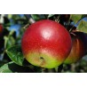 Pommier Reinette Hernaut, pomme de table rafraîchissante | La Hunelle