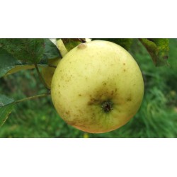 Pommier Reinette Evagil, pomme de dessert aromatique | La Hunelle