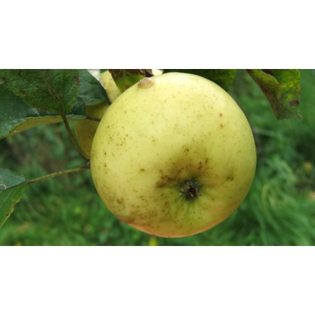 Pommier Reinette Evagil, pomme de dessert aromatique | La Hunelle