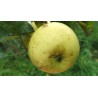 Pommier Reinette Evagil, pomme de dessert aromatique | La Hunelle