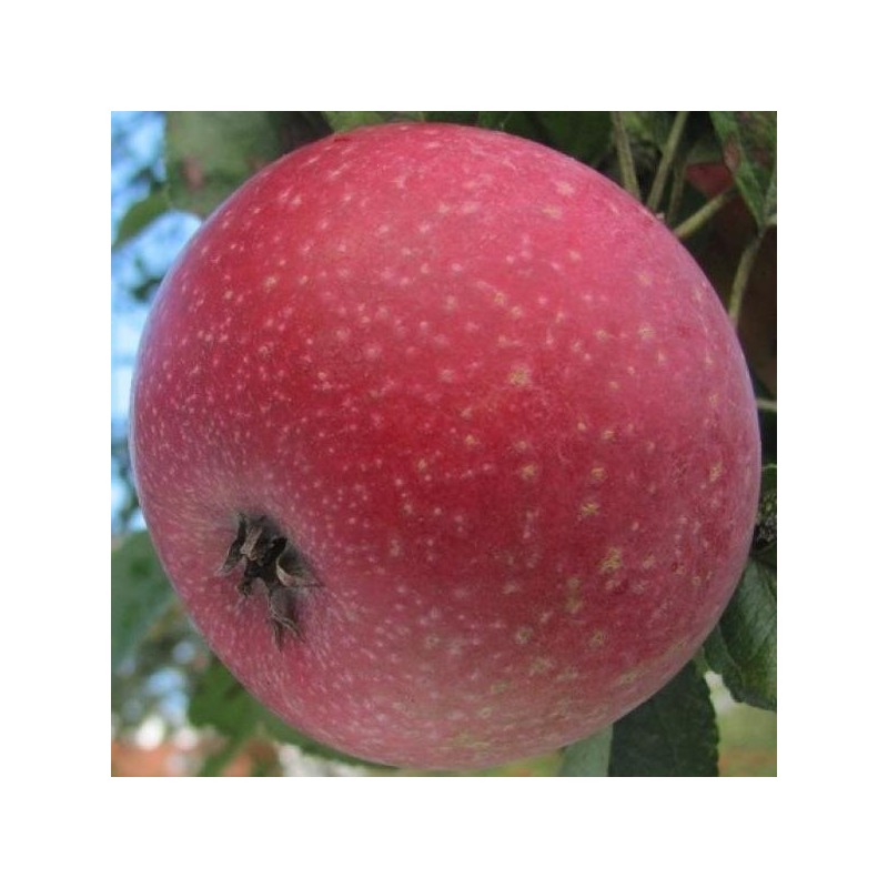Pommier Reinette Étoilée, pomme à chair rosée | La Hunelle