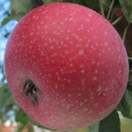 Pommier Reinette Étoilée, pomme à chair rosée | La Hunelle