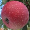 Pommier Reinette Étoilée, pomme à chair rosée | La Hunelle
