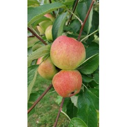 Pommier Reinette Dubois, pomme de garde du Pays de Herve | La Hunelle
