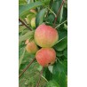 Pommier Reinette Dubois, pomme de garde du Pays de Herve | La Hunelle