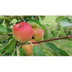 Pommier Reinette Dubois, pomme de garde du Pays de Herve | La Hunelle