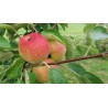 Pommier Reinette Dubois, pomme de garde du Pays de Herve | La Hunelle