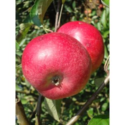 Pommier Reinette Dubois, pomme de garde du Pays de Herve | La Hunelle