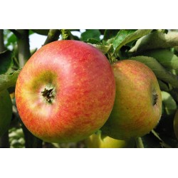 Pommier Reinette de Waleffe, pomme de dessert | La Hunelle