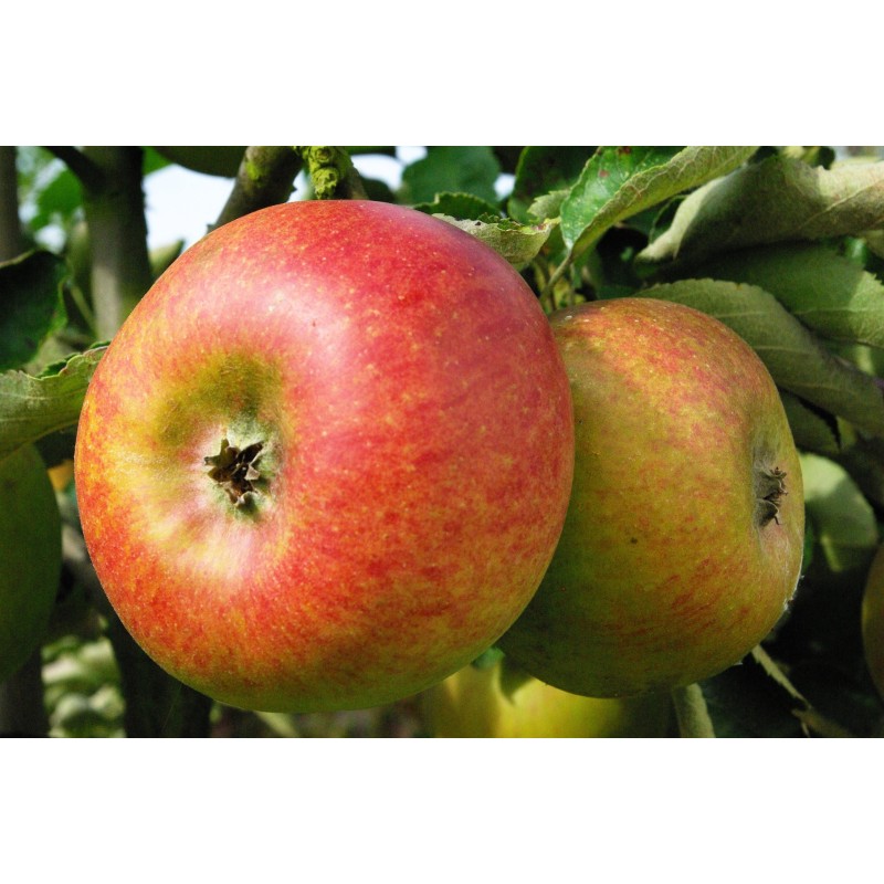 Pommier Reinette de Waleffe, pomme de dessert | La Hunelle