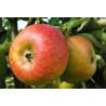 Pommier Reinette de Waleffe, pomme de dessert | La Hunelle